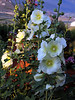 Hollyhock Heaven - July 2006 : Carole's hollyhocks are the hit of the summer, adding sparkle and color to our backyard flower garden surrounding the deck.