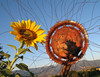 Sunflower Season : Sunflower season came early this year, including one alien sunflower who snuck in. Click here to learn more!
